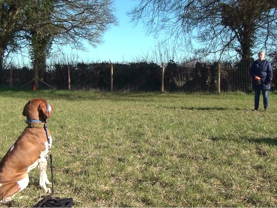 Lady handler with Bracco Italiano in a sit stay