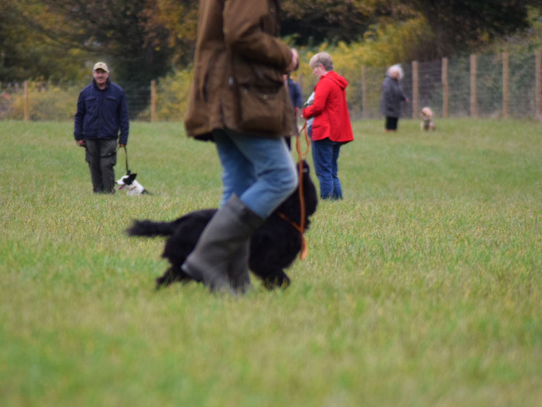 Handler with Cocker Spaniel in secure fenced pen