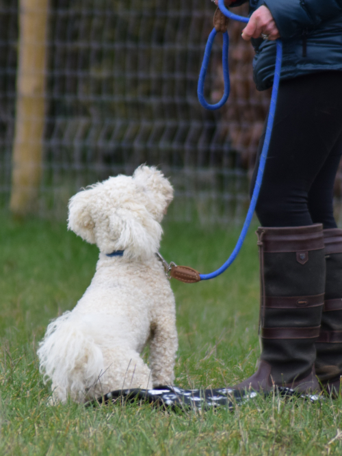 bichon frize looking at handler