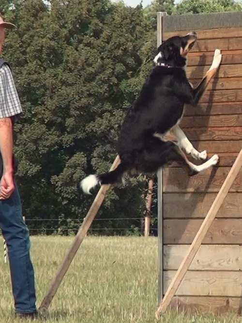 border collie ascending the WT scale