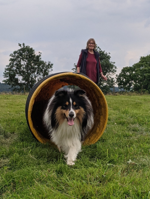 shetland sheepdog exiting the UKDS tunnel
